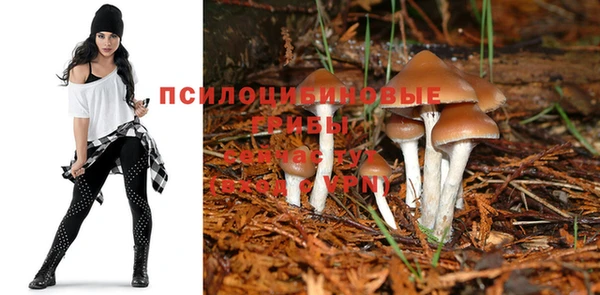 прущие грибы Аркадак